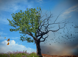 5 областей найбільше відчують наслідки зміни клімату, - дослідження Світового банку