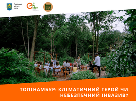 Топінамбур: кліматичний герой чи небезпечний інвазив?